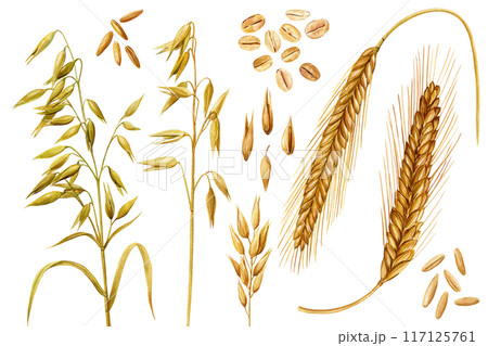 wheat ear,Oats isolated watercolor, realistic set cereal growing dry plant, seeds. Harvesting wholegrain product 117125761