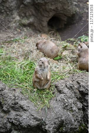 プレーリードッグ、上野動物園 プレーリードッグ、上野動物園 117125858