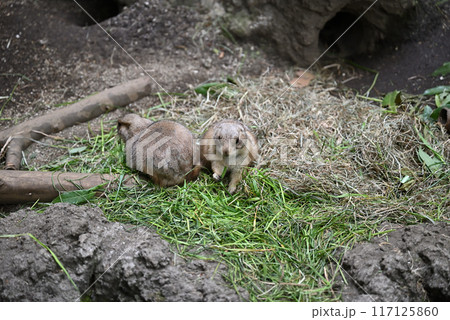 プレーリードッグ、上野動物園 117125860