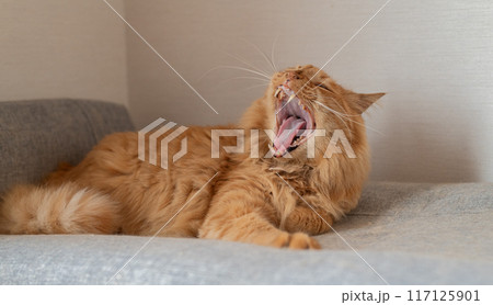 欠伸をする可愛い猫 茶トラ猫 欠伸をする可愛い猫 茶トラ猫 117125901