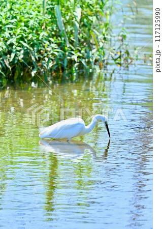 野鳥のコサギ。夏の河川で餌を探すコサギ。 野鳥のコサギ。夏の河川で餌を探すコサギ。 117125990