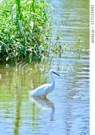 野鳥のコサギ。夏の河川で餌を探すコサギ。 野鳥のコサギ。夏の河川で餌を探すコサギ。 117125991