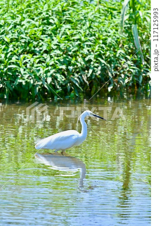 野鳥のコサギ。夏の河川で餌を探すコサギ。 野鳥のコサギ。夏の河川で餌を探すコサギ。 117125993