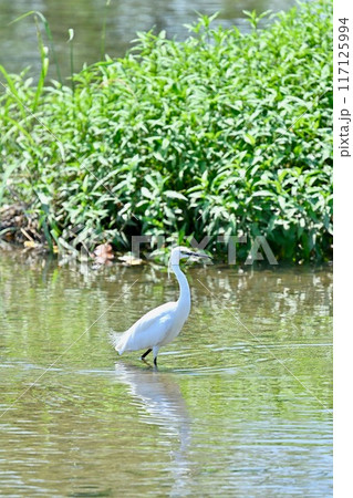 野鳥のコサギ。夏の河川で餌を探すコサギ。 野鳥のコサギ。夏の河川で餌を探すコサギ。 117125994