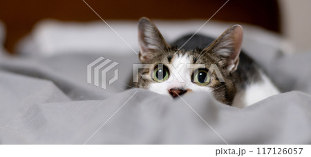 見つめる猫 キジトラ白 見つめる猫 キジトラ白 117126057