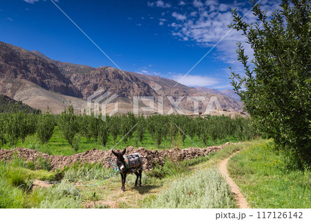 A donkey grazing near an apple orchard in Happy Valley. Ait Bougmez Valley. A donkey grazing near an apple orchard in Happy Valley. Ait Bougmez Valley. 117126142