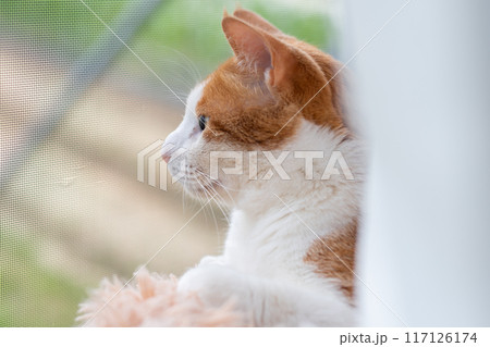 窓辺でくつろぐ猫　茶トラ白 117126174