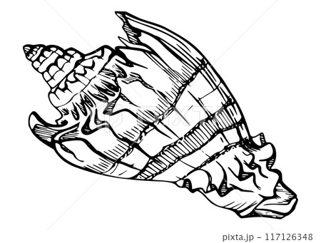 Marine life, sea ocean underwater creatures fish, shells algae seaweed, Ink and pen sketch hand drawn. Single object illustration, stylized, isolated on white. Zoo shop, aquarium, cosmetics, resort 117126348