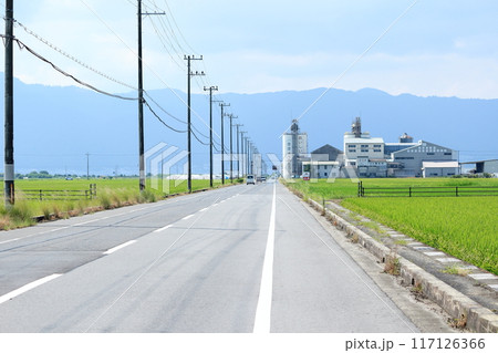 水田の中を通るまっすぐな道ぞいに立つたくさんの電柱 水田の中を通るまっすぐな道ぞいに立つたくさんの電柱 117126366