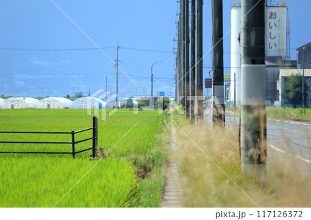 水田の中を通るまっすぐな道ぞいに立つたくさんの電柱 水田の中を通るまっすぐな道ぞいに立つたくさんの電柱 117126372