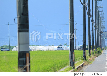 水田の中を通るまっすぐな道ぞいに立つたくさんの電柱 117126376