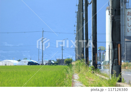 水田の中を通るまっすぐな道ぞいに立つたくさんの電柱 117126380