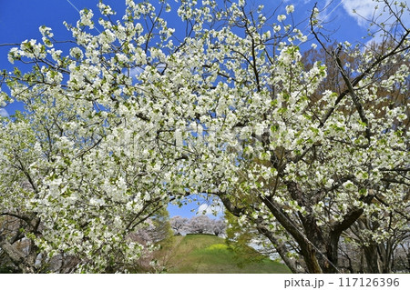 さきたま古墳公園の白花の桜に頂上に染井吉野咲く丸墓山古墳 117126396