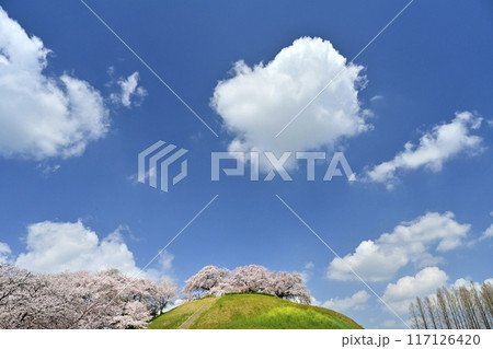 さきたま古墳公園の頂上に染井吉野咲く丸墓山古墳 さきたま古墳公園の頂上に染井吉野咲く丸墓山古墳 117126420