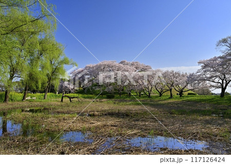 さきたま古墳公園の睡蓮池と頂上に染井吉野咲く丸墓山古墳 117126424