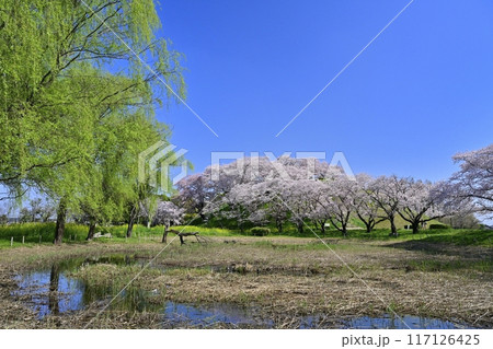 さきたま古墳公園の睡蓮池と頂上に染井吉野咲く丸墓山古墳 さきたま古墳公園の睡蓮池と頂上に染井吉野咲く丸墓山古墳 117126425