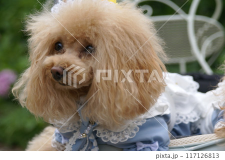 犬 可愛い 犬 可愛い 117126813