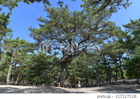 慶野松原の根上がり松 慶野松原の根上がり松 117127128