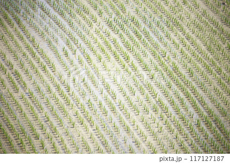 田植えを終えた水田 規則正しく植えられた苗 田植えを終えた水田 規則正しく植えられた苗 117127187