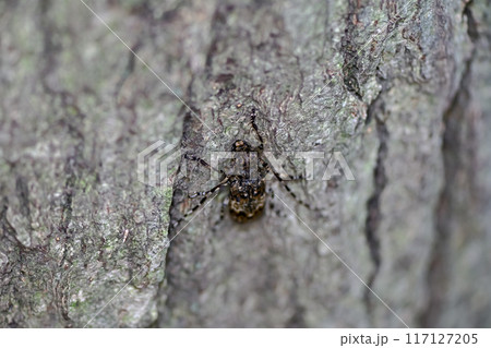 ナガゴマフカミキリ 117127205