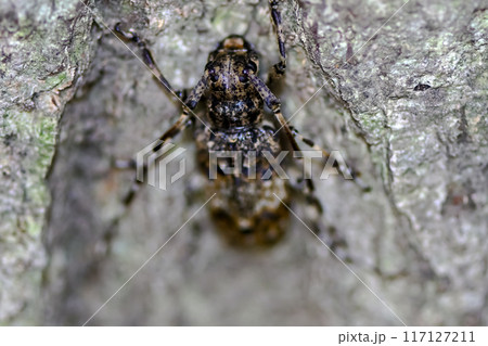 ナガゴマフカミキリ 117127211