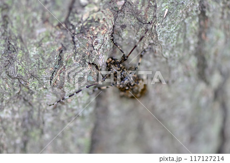 ナガゴマフカミキリ ナガゴマフカミキリ 117127214