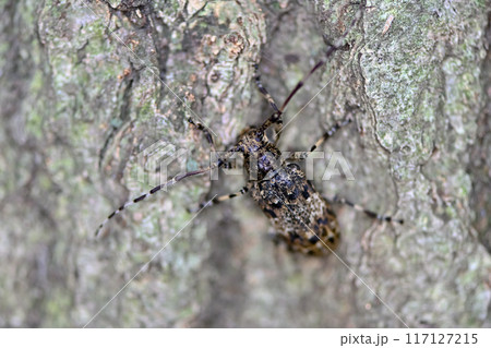 ナガゴマフカミキリ 117127215