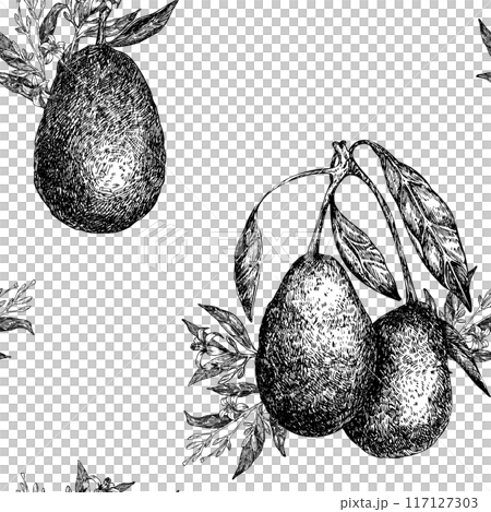 Seamless pattern with avocado hass graphic illustration, hand drawn sketch of vegetable, leaves, flowers. Botanical drawing of tropical fruit. Engraving for food packaging design. Seamless pattern with avocado hass graphic illustration, hand drawn sketch of vegetable, leaves, flowers. Botanical drawing of tropical fruit. Engraving for food packaging design. 117127303