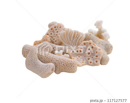 Corals heap isolated on white Corals heap isolated on white 117127577