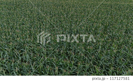 Corn field of green corn stalks and tassels, aerial drone photo above corn plants. High quality photo 117127581