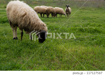 View of white sheep grazing on the green field 117127587