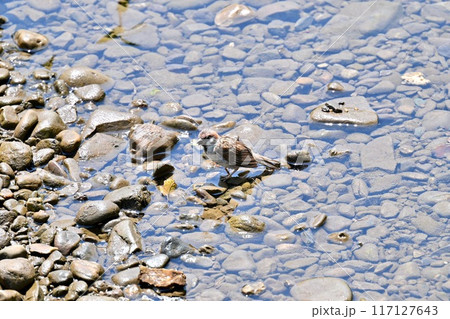 暑い夏、川に水浴びにきたスズメ、すずめ、雀、野鳥。 117127643