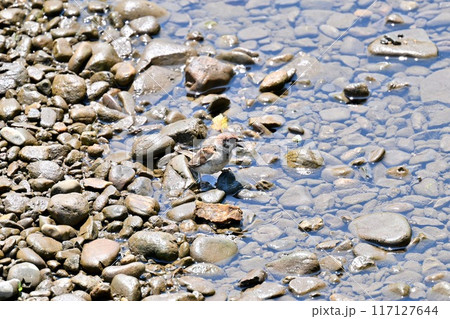 暑い夏、川に水浴びにきたスズメ、すずめ、雀、野鳥。 暑い夏、川に水浴びにきたスズメ、すずめ、雀、野鳥。 117127644