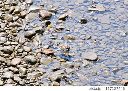 暑い夏、川に水浴びにきたスズメ、すずめ、雀、野鳥。 暑い夏、川に水浴びにきたスズメ、すずめ、雀、野鳥。 117127646