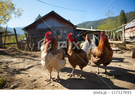 Portrait of chickens on a ranch in the village, bright sunny day, rural surroundings on the background of spring nature 117127691