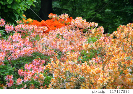 イギリスの首都ロンドン南西部のキューにある世界文化遺産の王立植物園、キューガーデンのツツジエリア 117127853