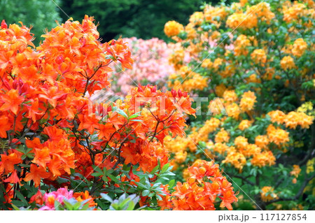 イギリスの首都ロンドン南西部のキューにある世界文化遺産の王立植物園、キューガーデンのツツジエリア 117127854