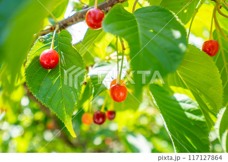 河津桜 ニューポート市 下田市姉妹都市提携60周年 河津桜 ニューポート市 下田市姉妹都市提携60周年 117127864