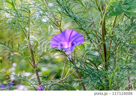 コスモスの茎と葉の空間を灯すように咲く紫のアサガオ コスモスの茎と葉の空間を灯すように咲く紫のアサガオ 117128086