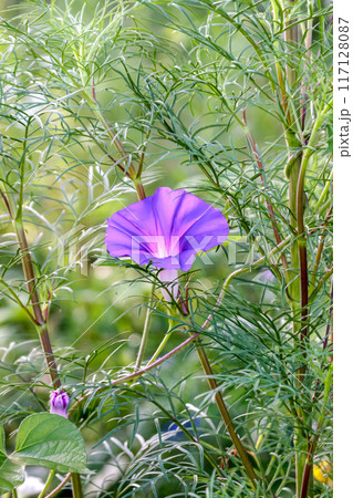 コスモスの茎と葉の空間を灯すように咲く紫のアサガオ コスモスの茎と葉の空間を灯すように咲く紫のアサガオ 117128087