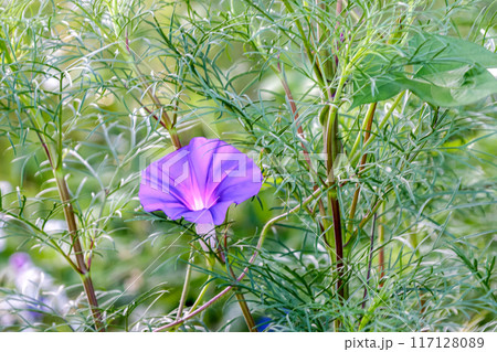 コスモスの茎と葉の空間を灯すように咲く紫のアサガオ コスモスの茎と葉の空間を灯すように咲く紫のアサガオ 117128089