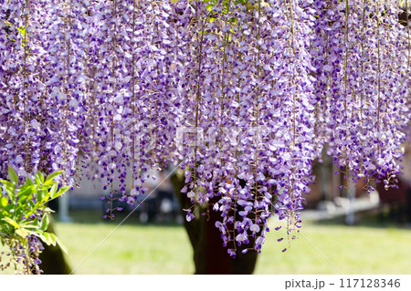 藤の花の壁紙01 117128346