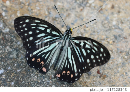 埼玉県比企郡川島町下八ツ林　平成の森公園　特定外来生物アカボシゴマダラチョウのクローズアップ 117128348