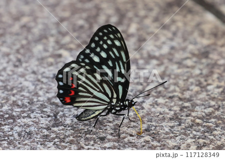 埼玉県比企郡川島町下八ツ林　平成の森公園　特定外来生物アカボシゴマダラチョウのクローズアップ 117128349
