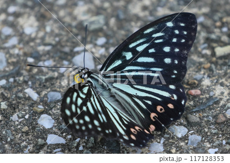 埼玉県比企郡川島町下八ツ林　平成の森公園　特定外来生物アカボシゴマダラチョウのクローズアップ 117128353