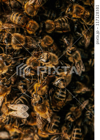 Macro Detailed Bees Insects Swarming, Ready To Look For New Home. Young Family. Macro Detailed Bees Insects Swarming, Ready To Look For New Home. Young Family. 117128381