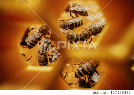 Macro Through Hexagonal Honeycombs. Bees Family Working Inside Hive. Macro Through Hexagonal Honeycombs. Bees Family Working Inside Hive. 117128382