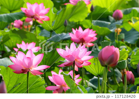 埼玉県行田市小針　古代蓮の里の古代蓮池一面に咲く行田蓮 117128420