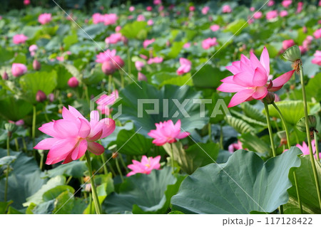 埼玉県行田市小針 古代蓮の里の古代蓮池一面に咲く行田蓮 埼玉県行田市小針 古代蓮の里の古代蓮池一面に咲く行田蓮 117128422