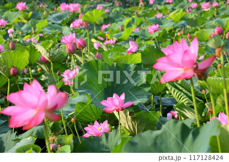 埼玉県行田市小針　古代蓮の里の古代蓮池一面に咲く行田蓮 117128424